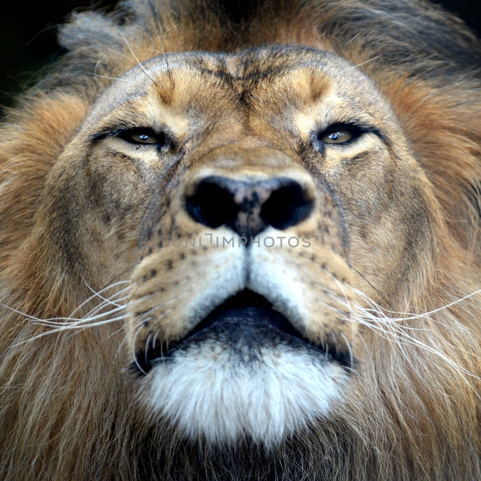 A close up shot of an African Lion