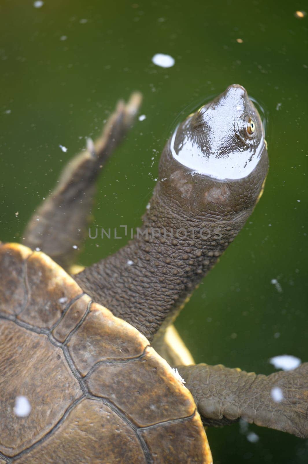 A close up shot of an Australian Murray River Turtle or Short Neck Turtle