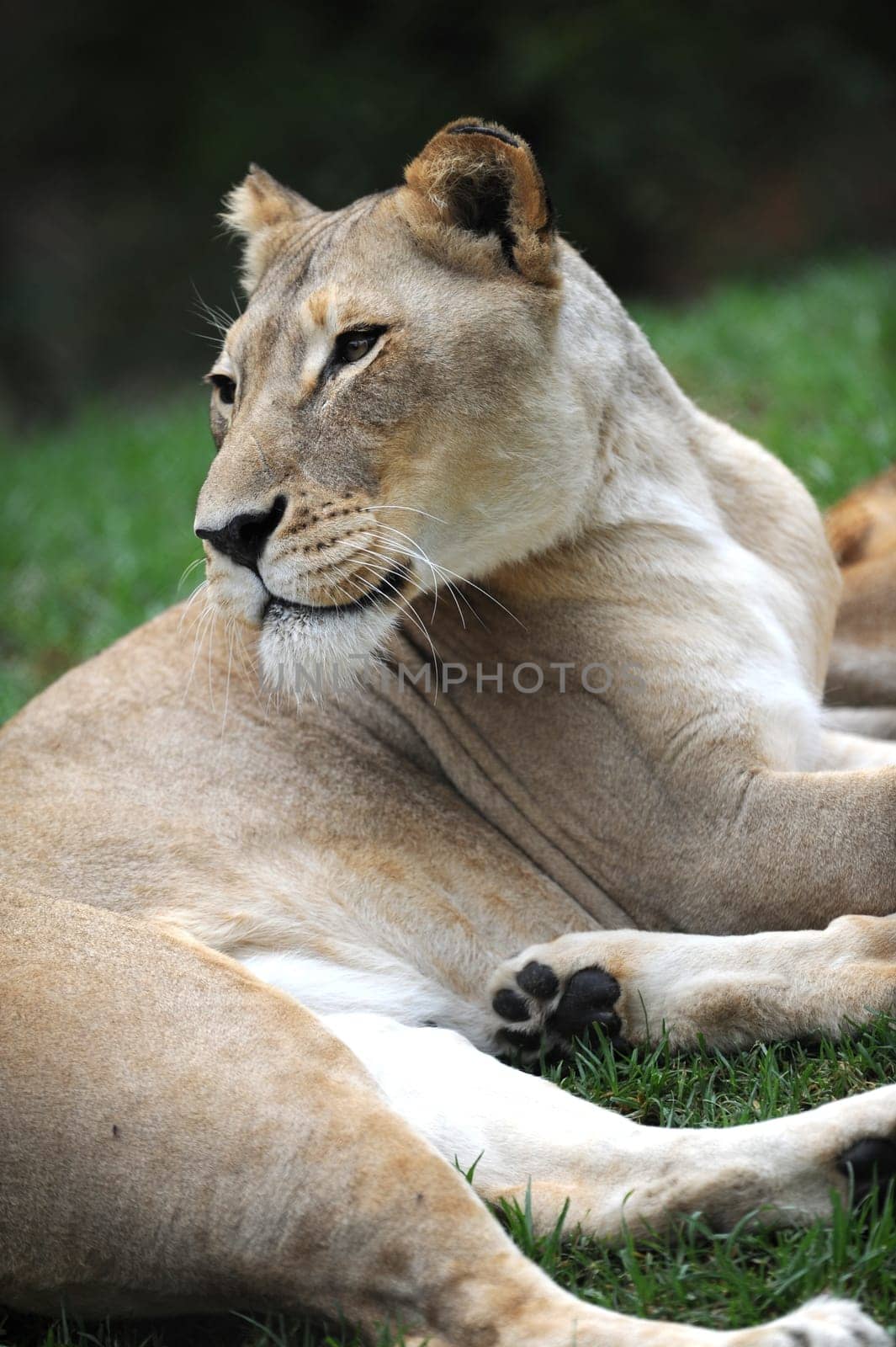 A close up shot of an African Lion