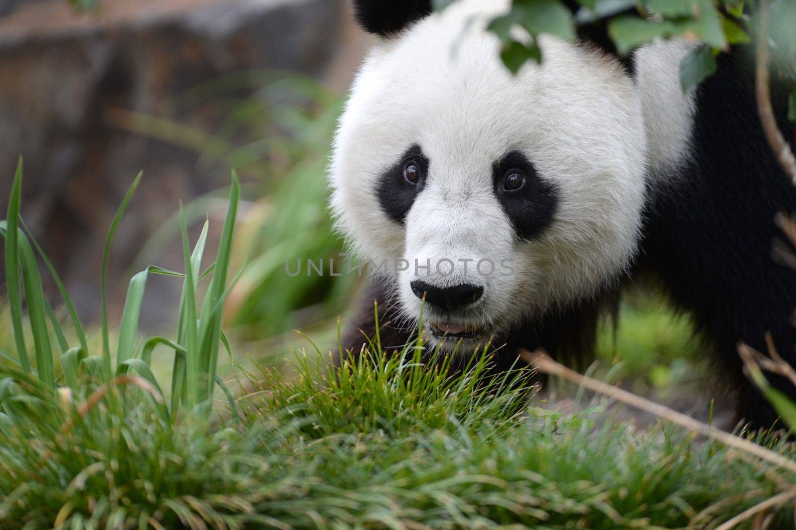 A close up shot of a giant panda