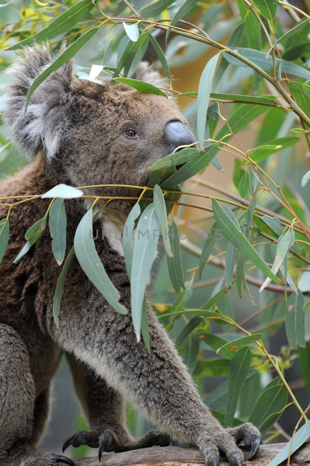 An Australian Koala in its natural habitat