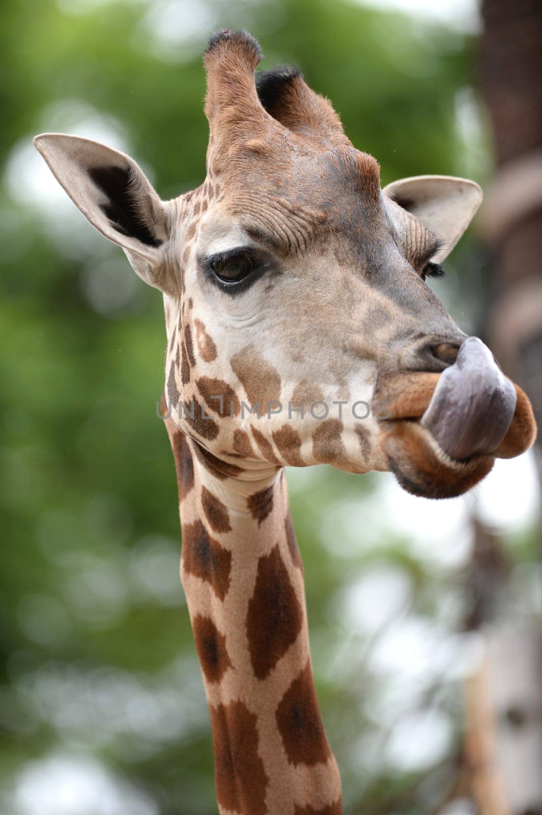 A close up shot of a Giraffe