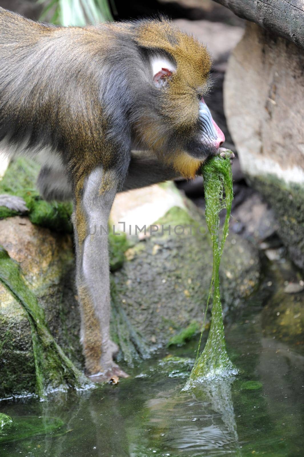 A wildlife shot of a mandrill in captivity