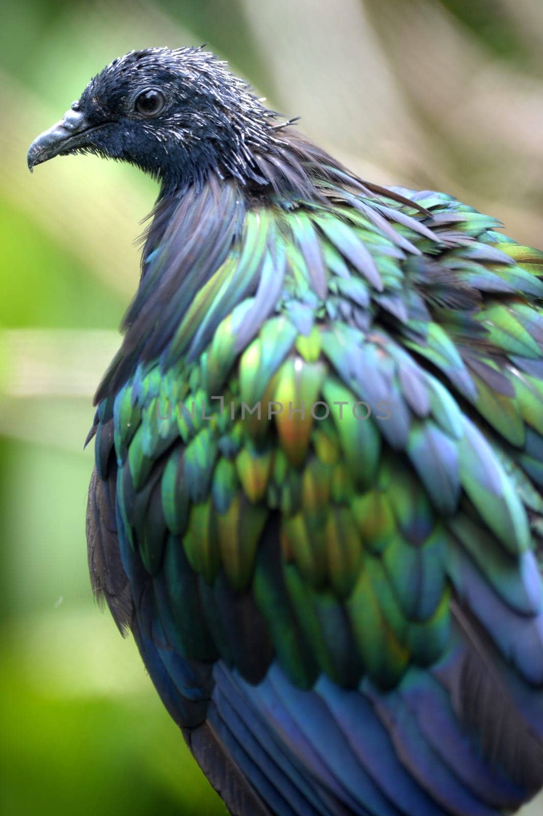 A close up shot of a Nicobar Pigeon