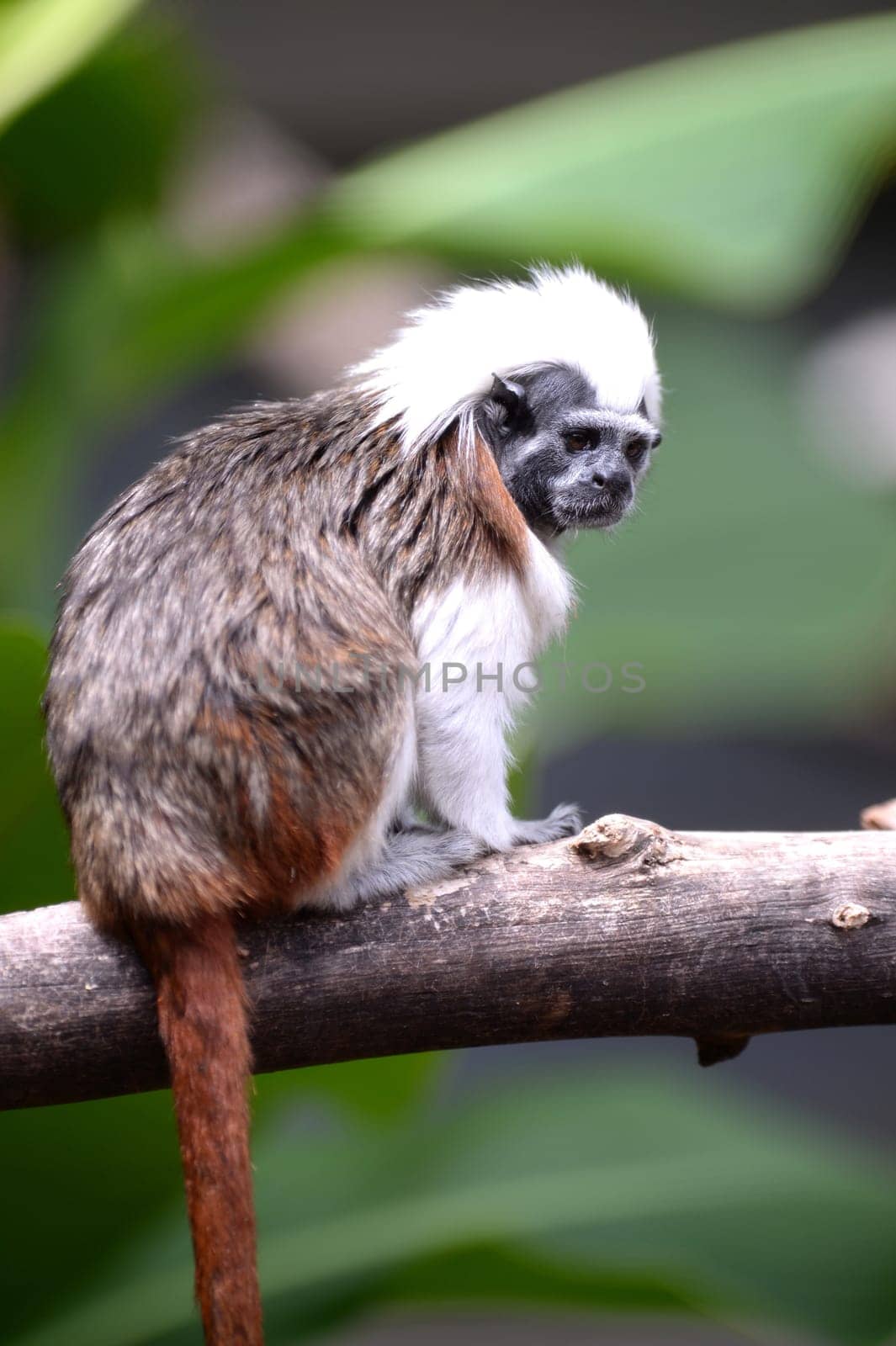 A close up shot of a cotton Top Tamarin