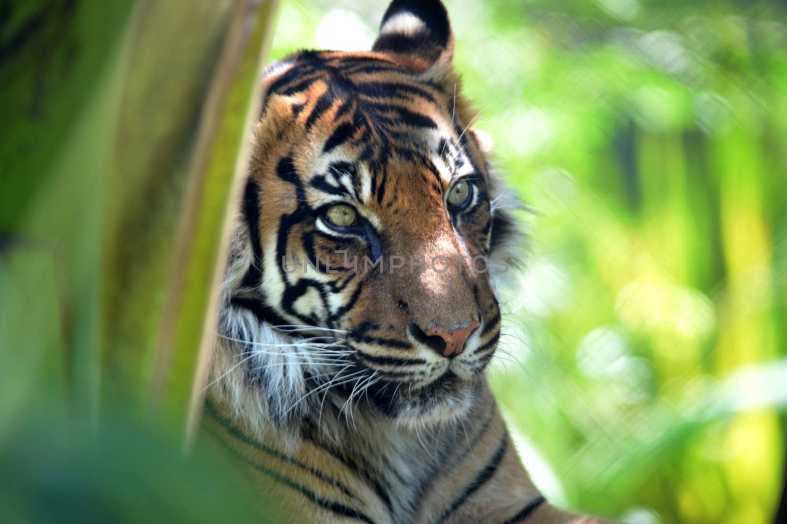 A close up shot of a Sumatran Tiger