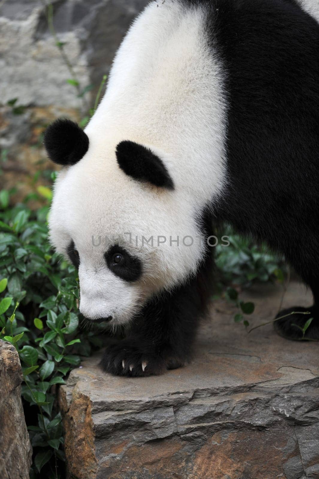 A close up shot of a giant panda