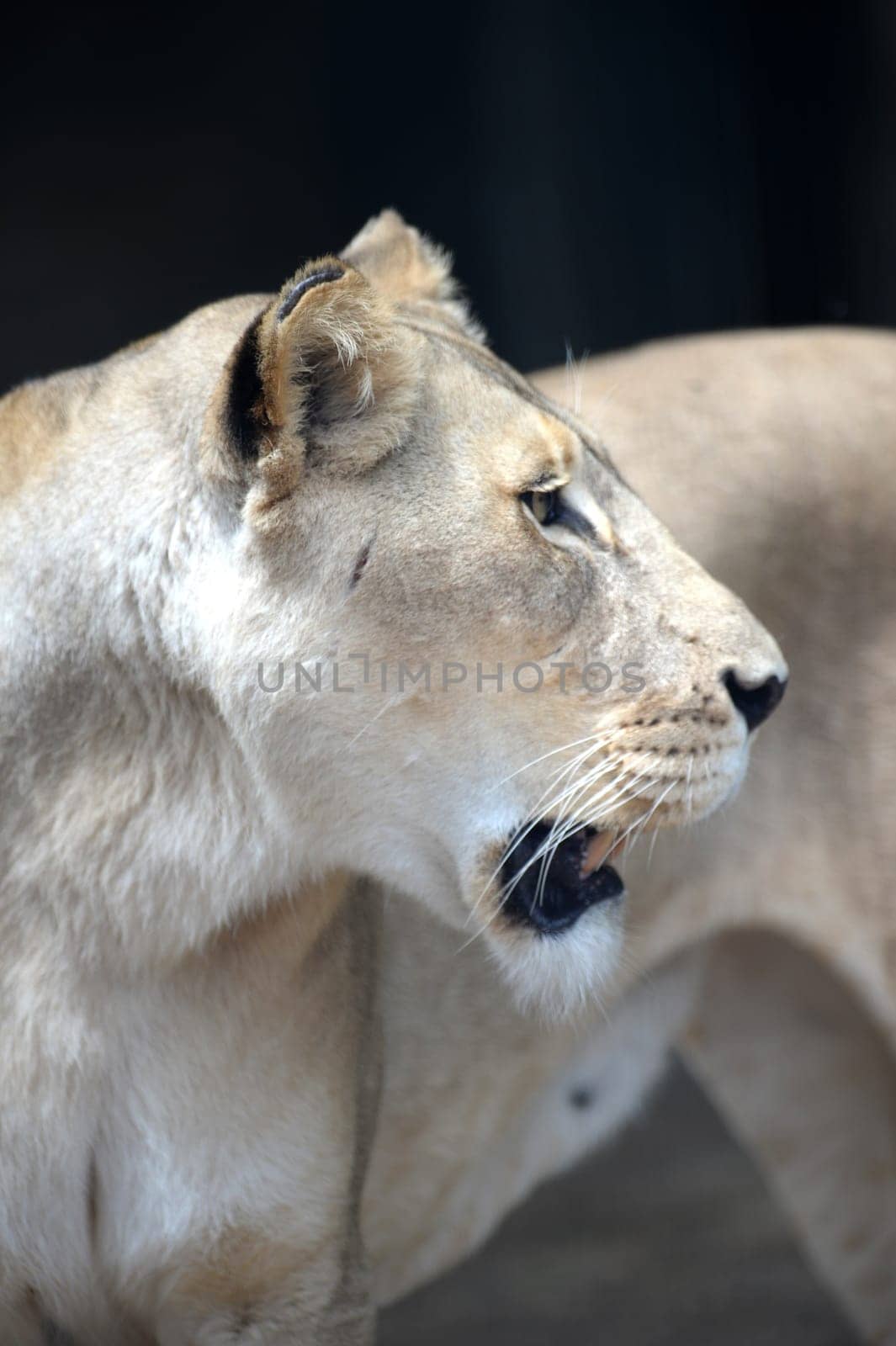 A close up shot of an African Lion