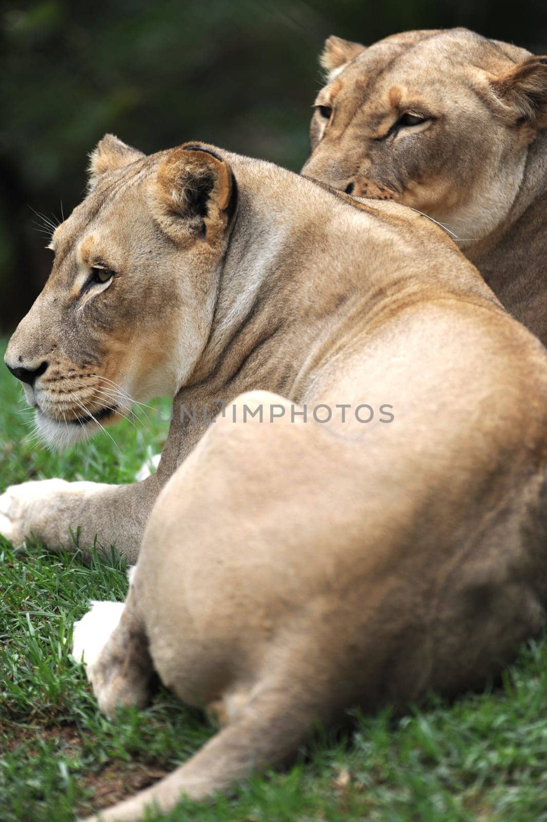 A close up shot of an African Lion