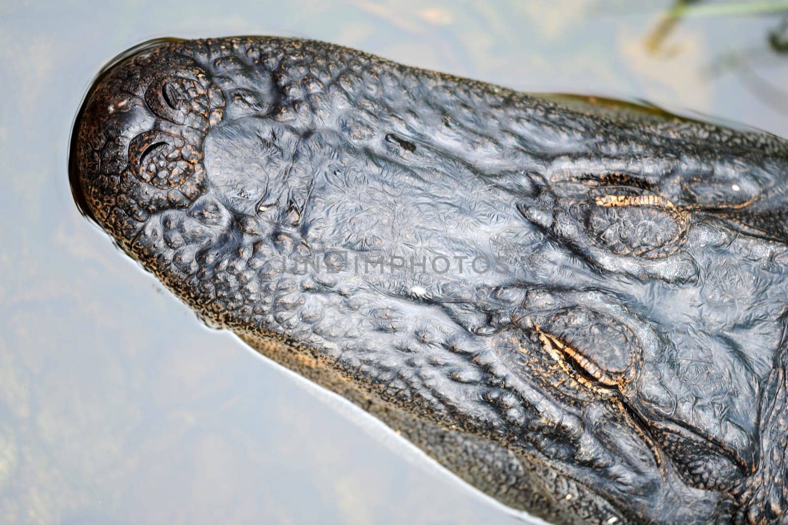 A close up shot of an American Alligator