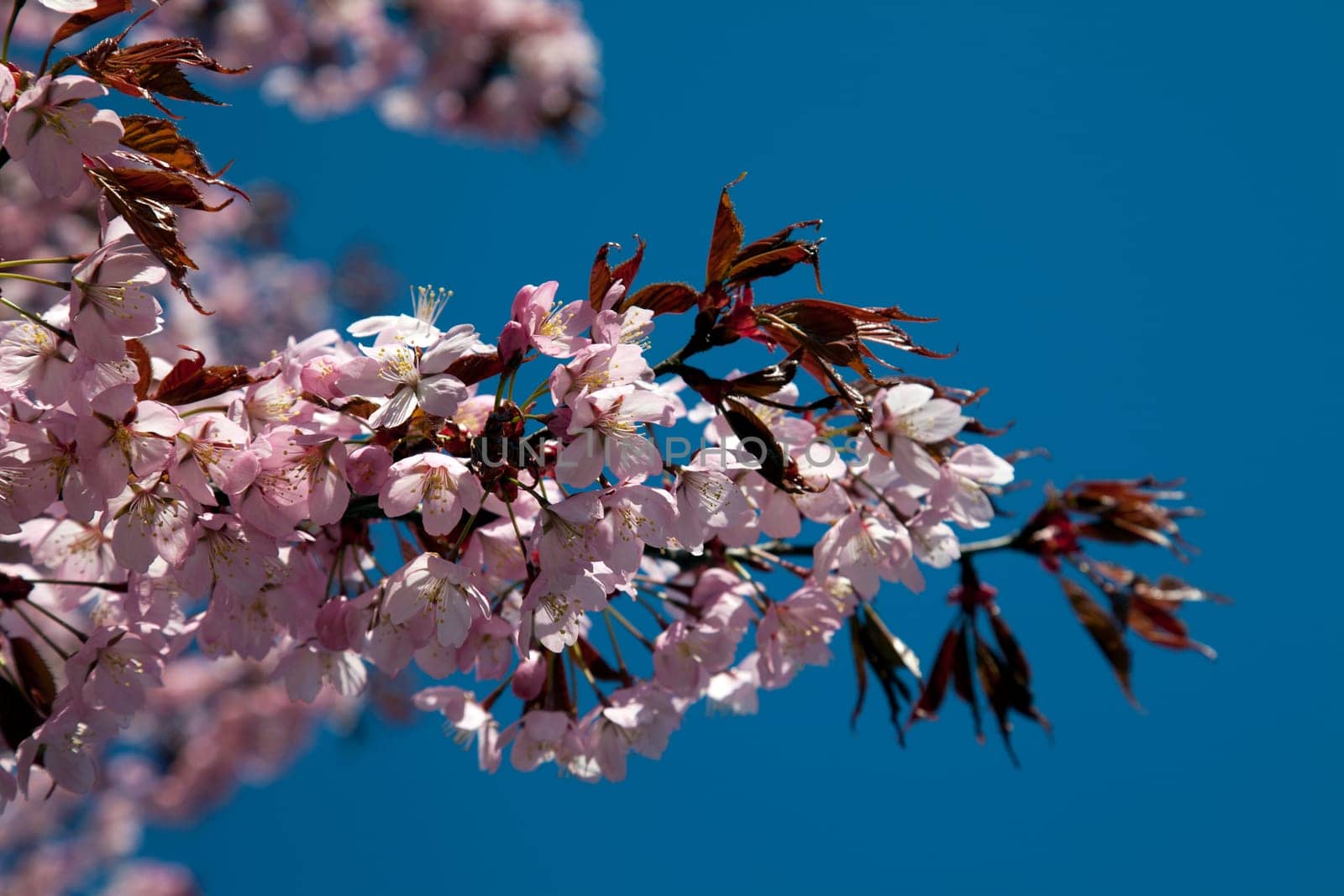 cherry blossom and blue sky in spring