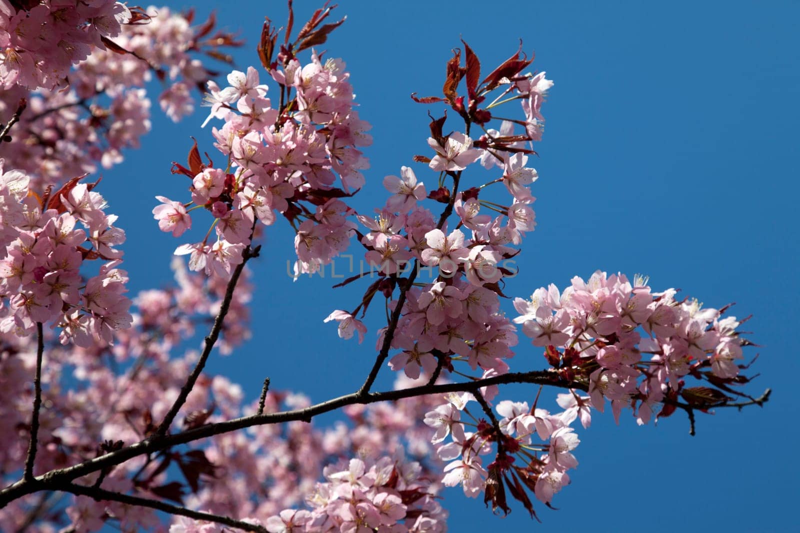 cherry blossom and blue sky in spring
