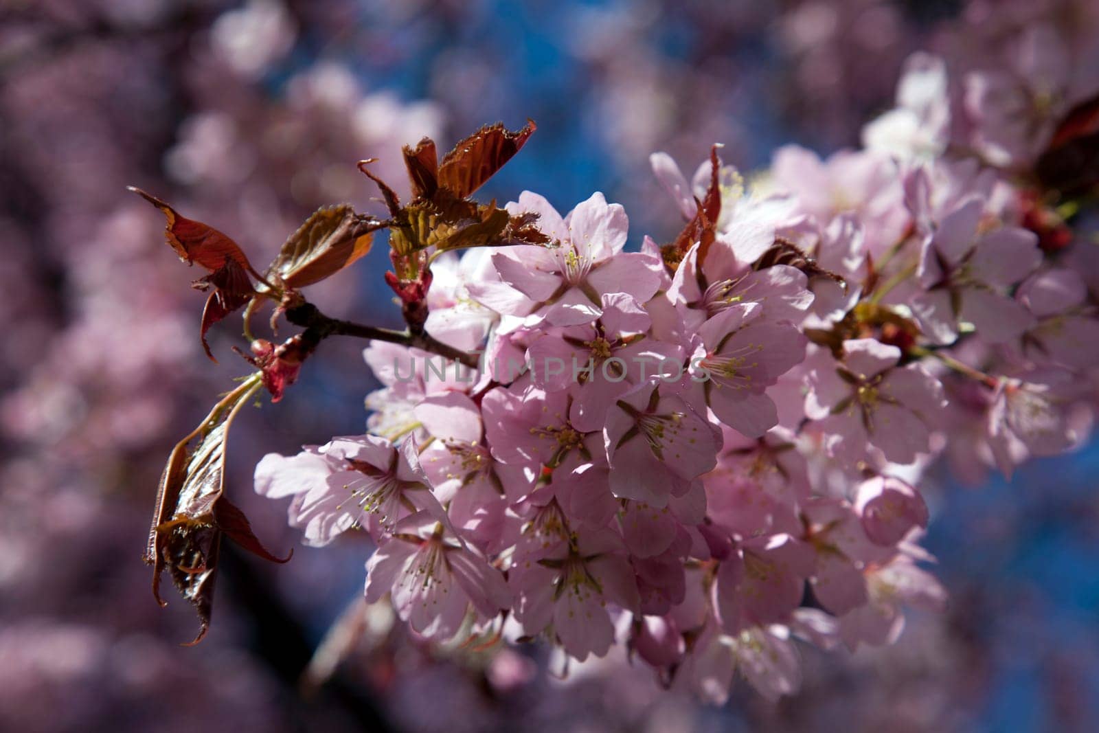 Cherry blossoms in full bloom