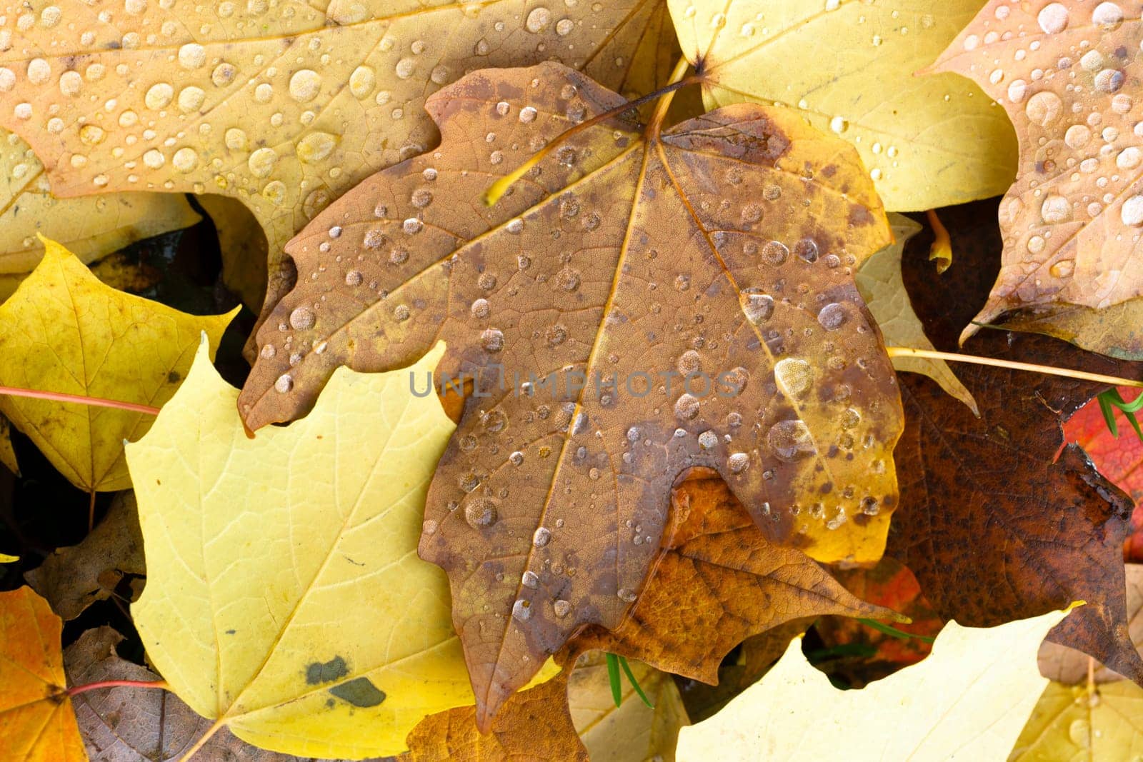 Dew drops appear overnight on leaf ground cover