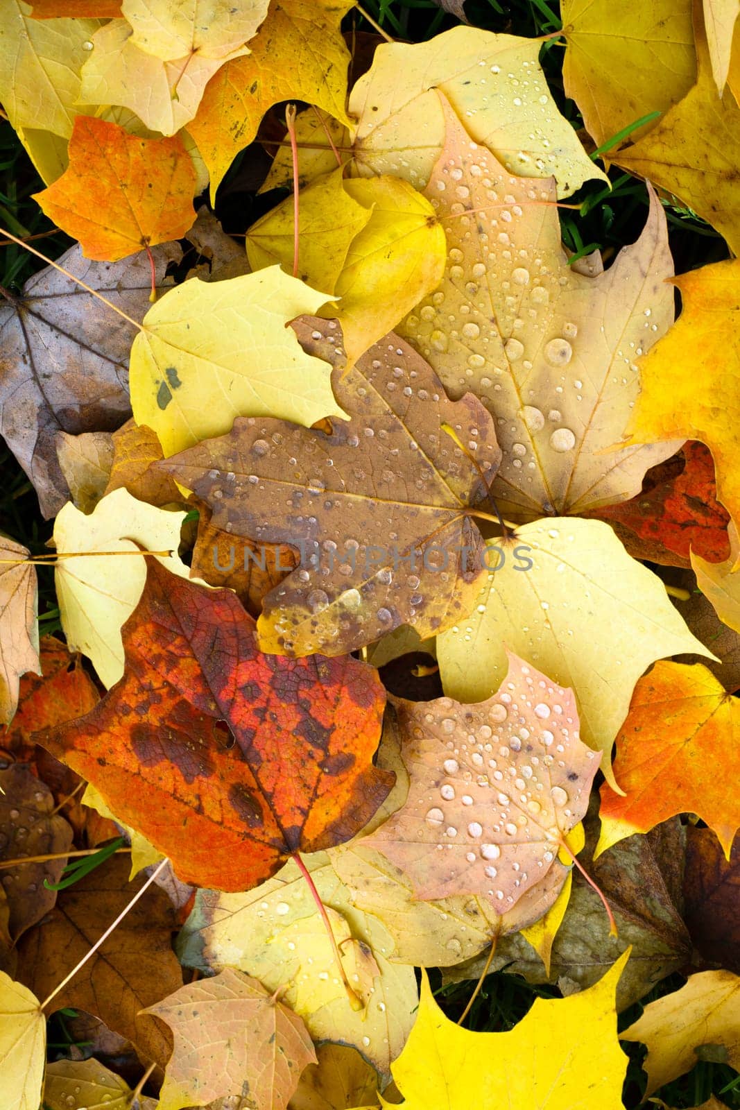 Dew drops appear overnight on leaf ground cover