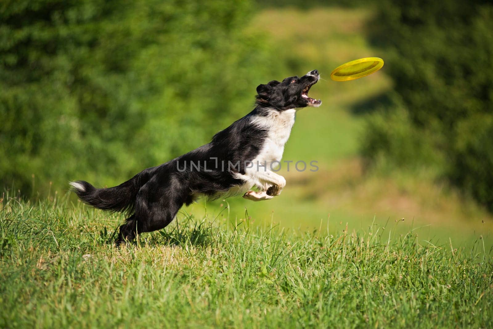 Border Collie jumping and catching frisbee outdoors