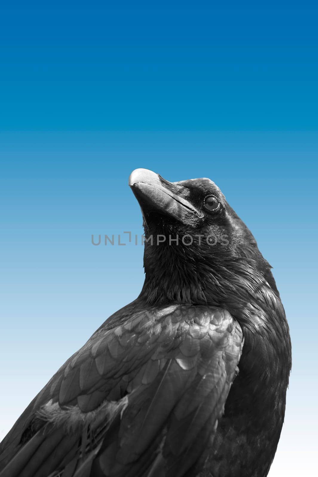 The photograph of an exposed raven bird.