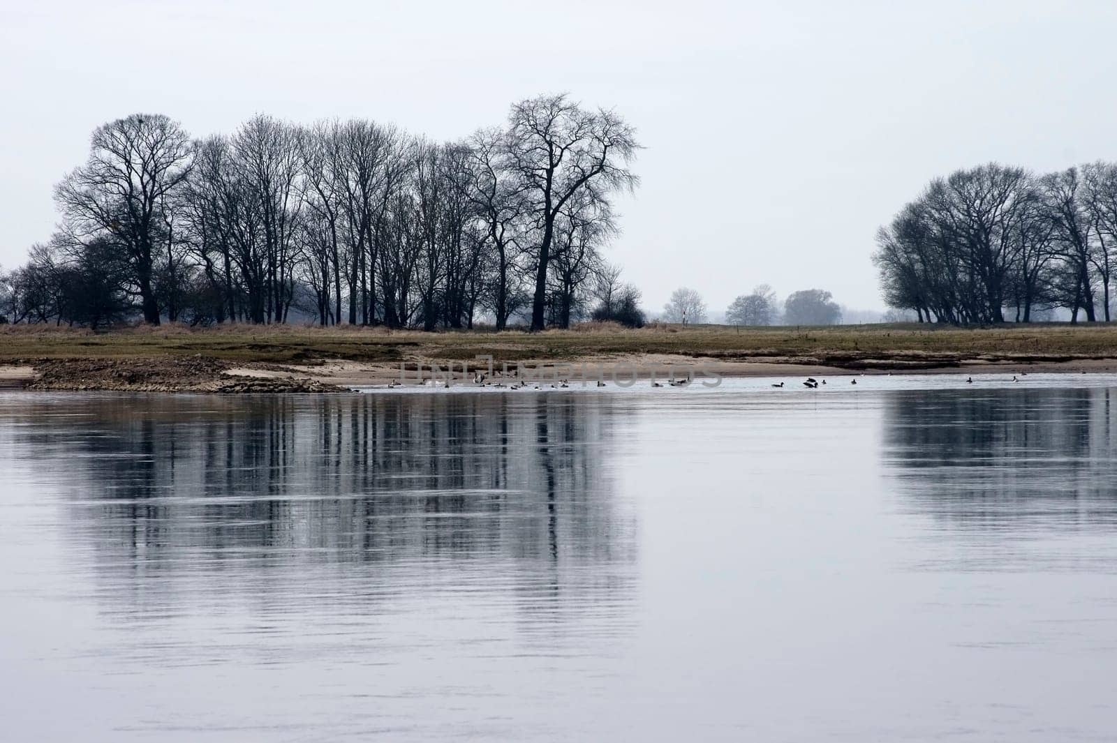 A colony of wild geese on the river Elbe in a nature reserve.