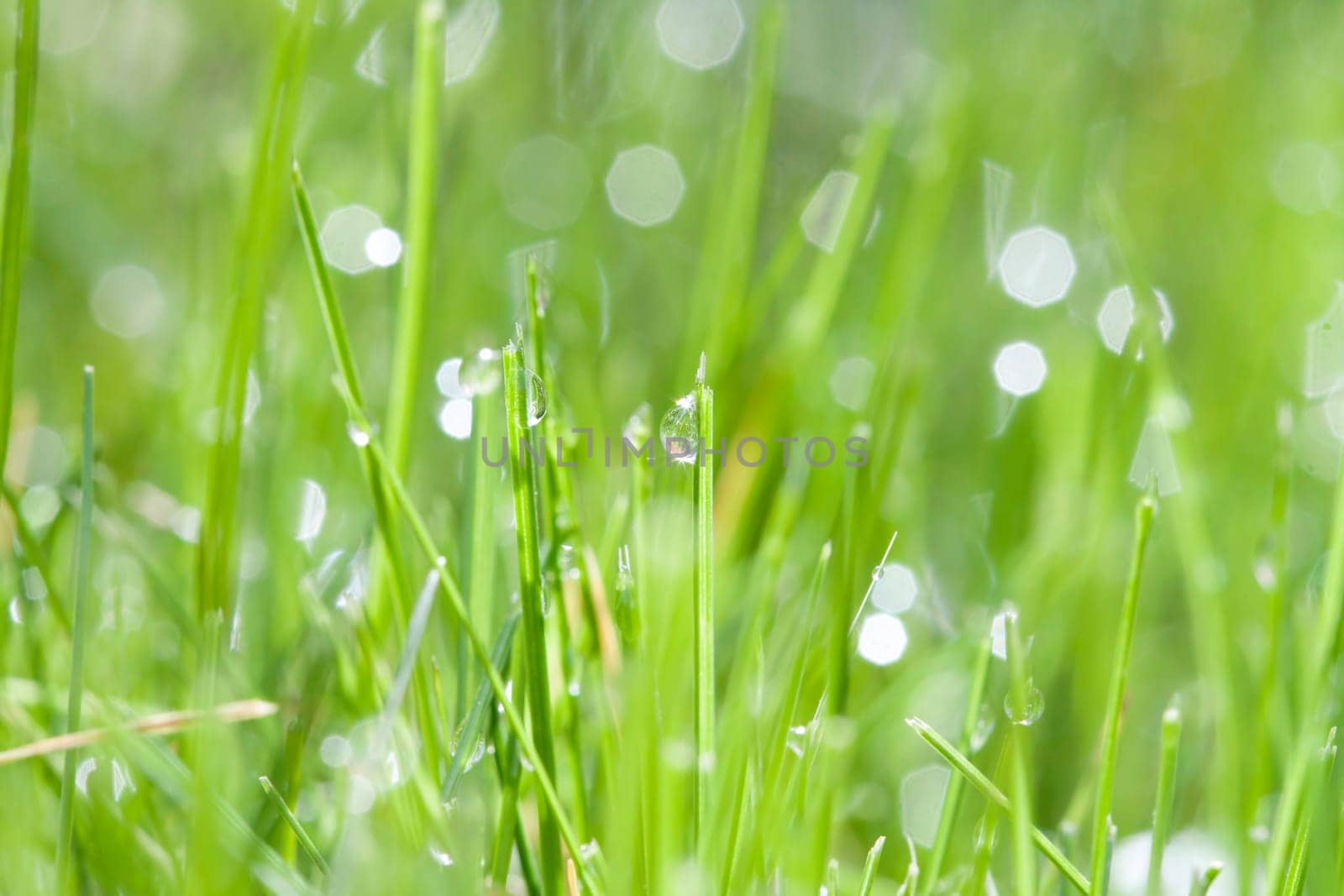 Abstract spring background of green grass with water drops