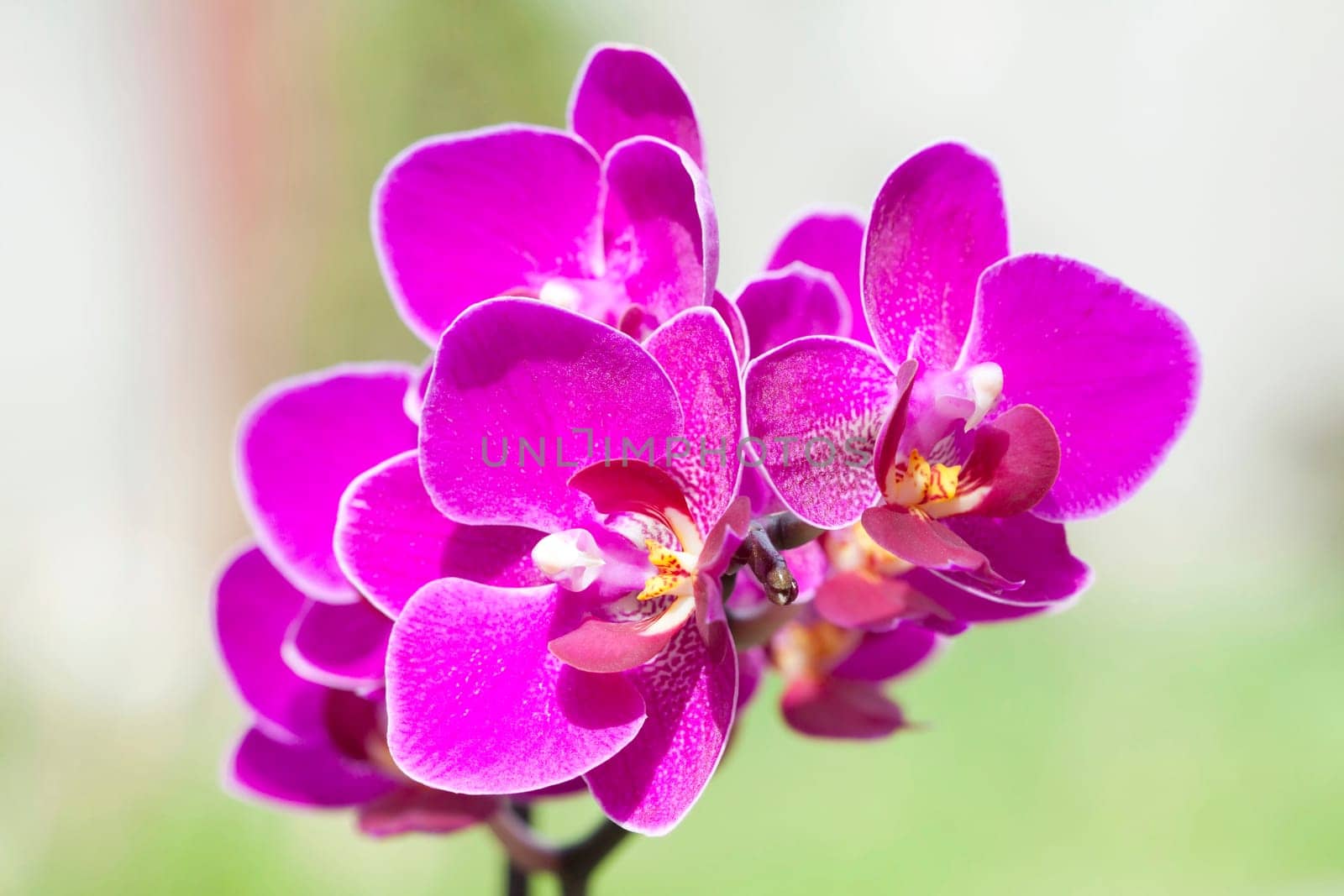 Pink orchid in the garden