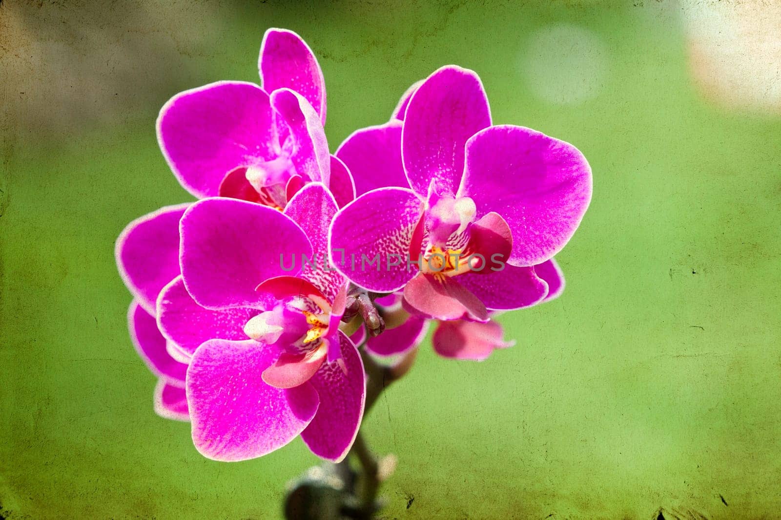 Pink orchid on vintage background