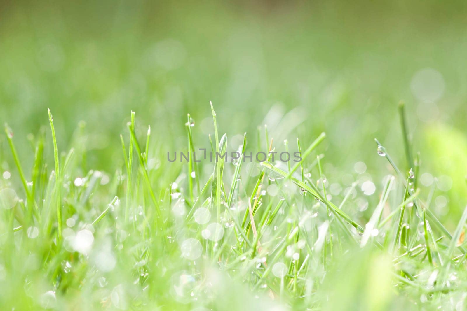 Abstract spring background of green grass with water drops