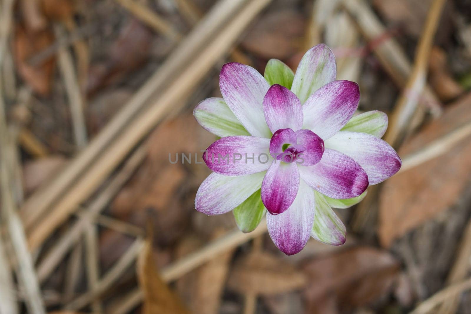 Mango Ginger produces clusters of white and pink flower buds that bloom into yellow