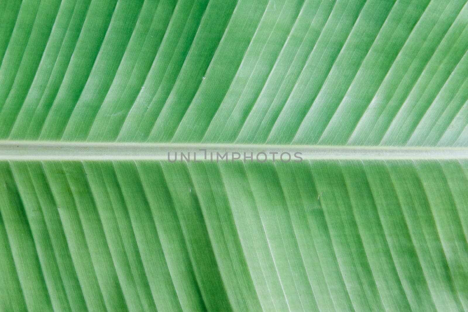the Texture and background of banana leaf