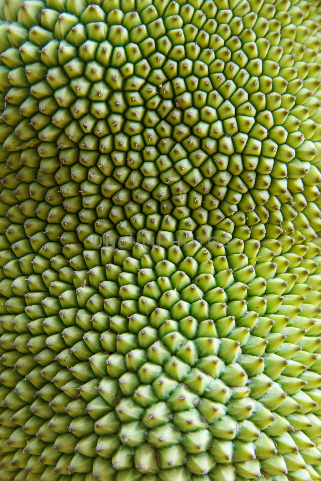 the Texture of jackfruit fruit of thailand