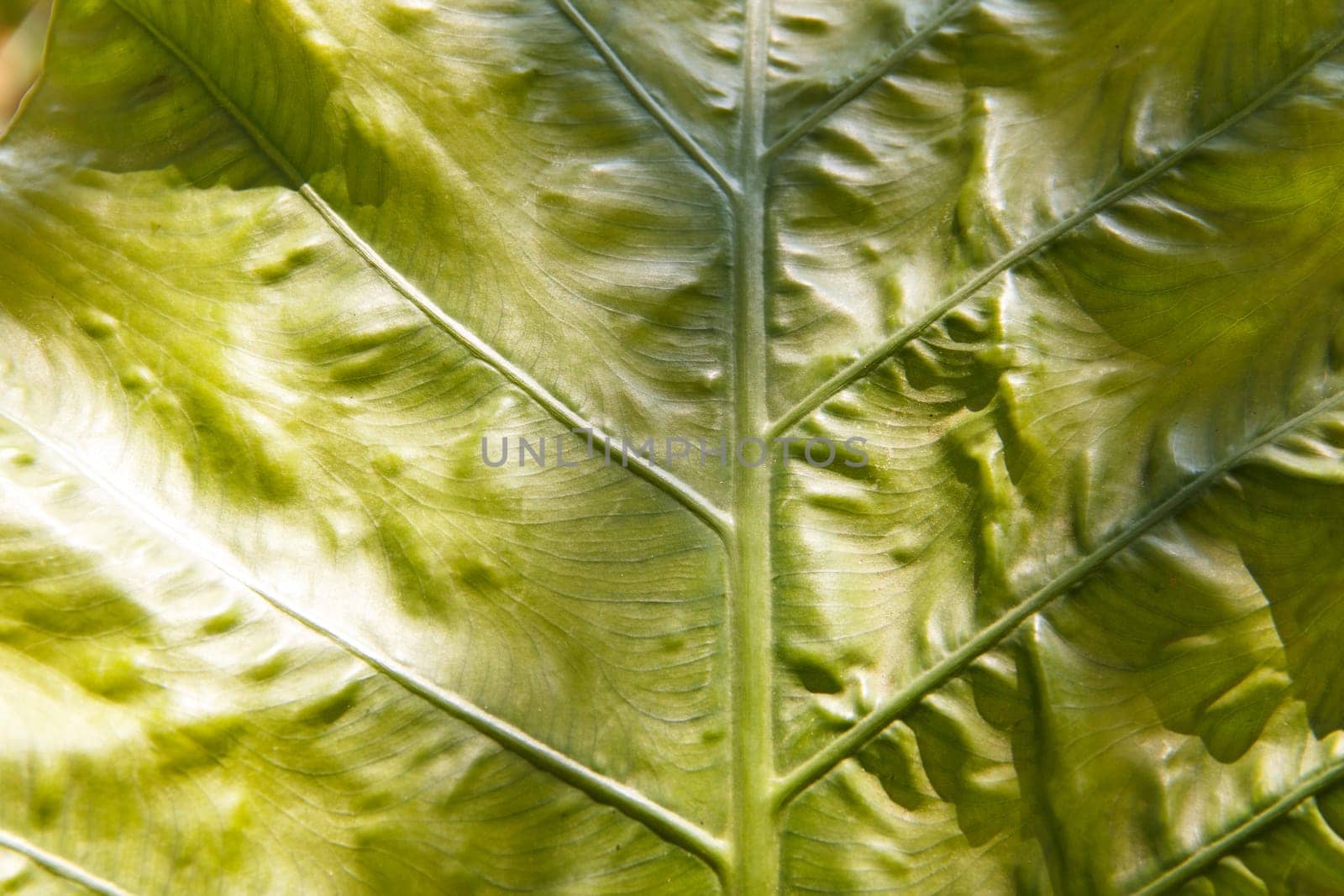 Herbaceous plants in the family Araceae tubers succulent leaves are ovate to heart.