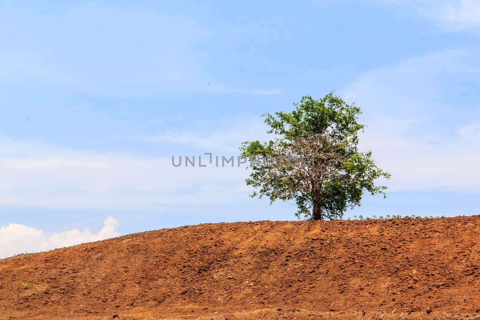 Lone tree on brown hill with blue sky