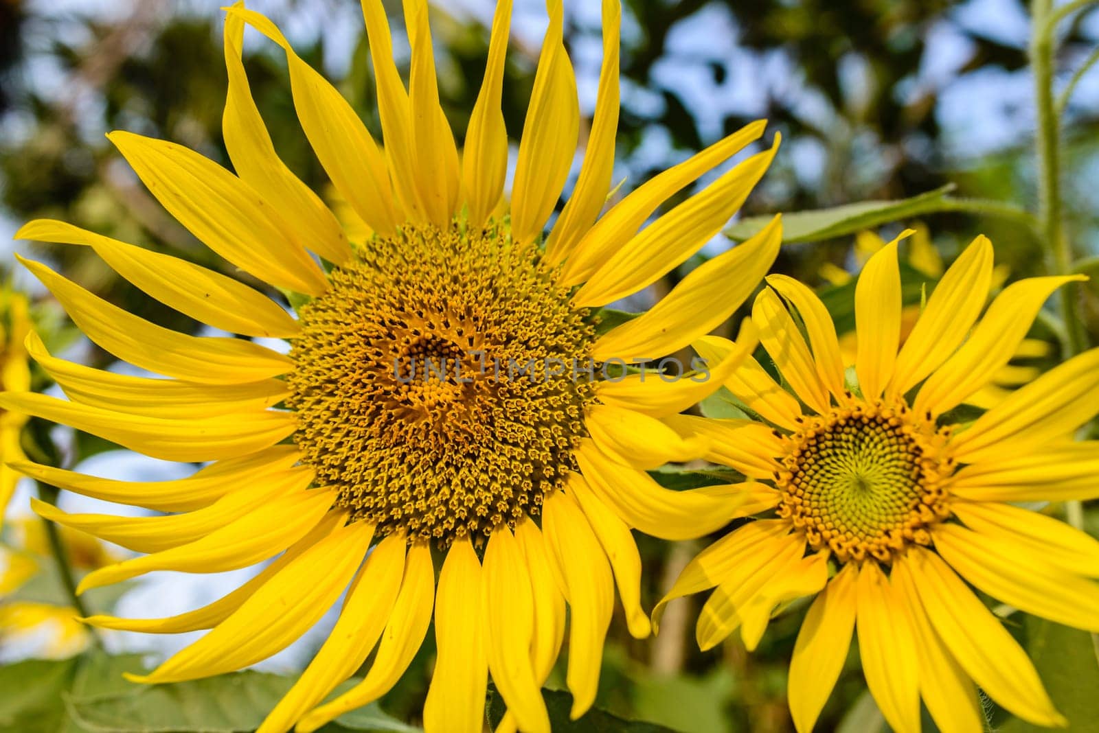 A colorful Sunflower shot at the field