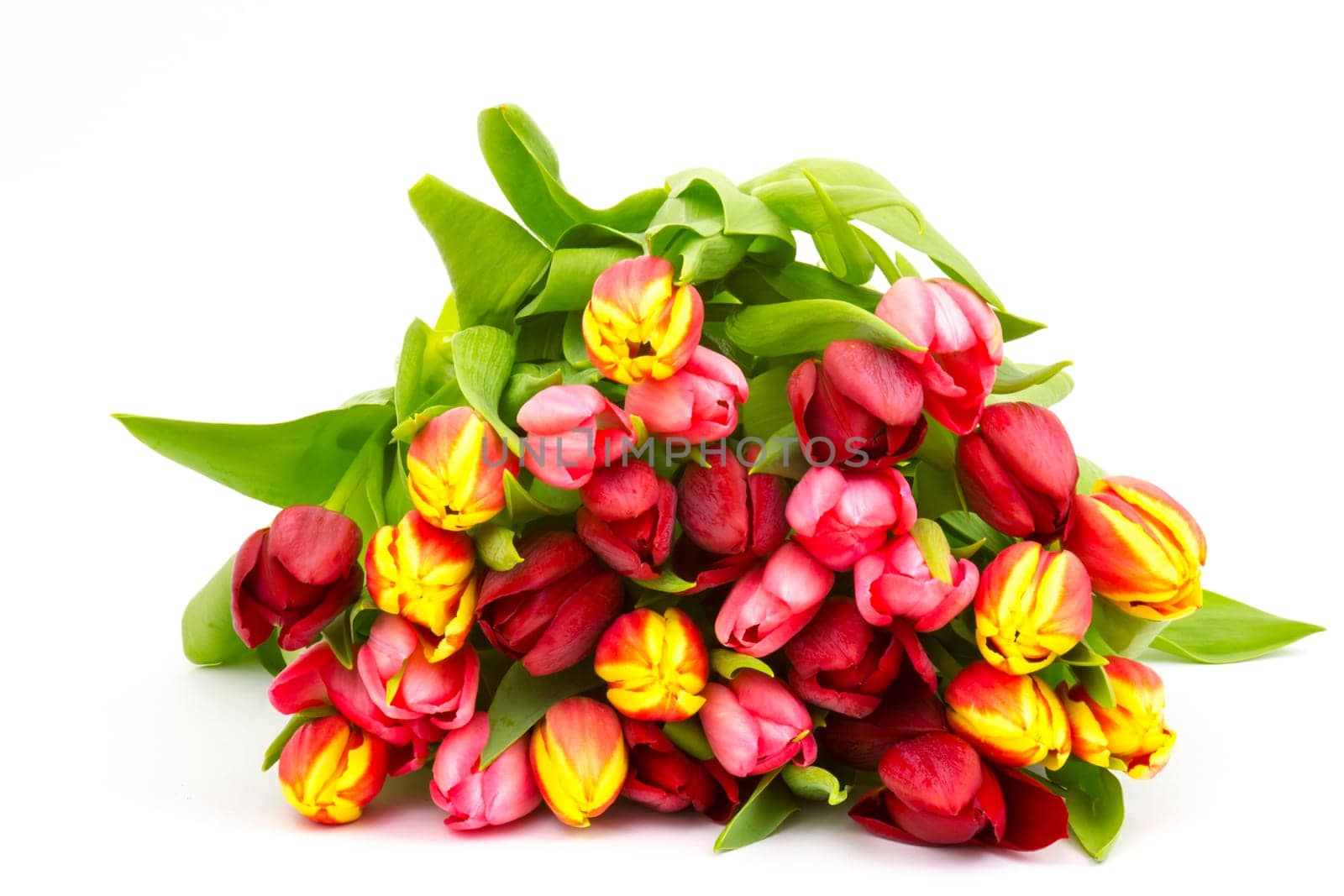 colourful tulips on white background