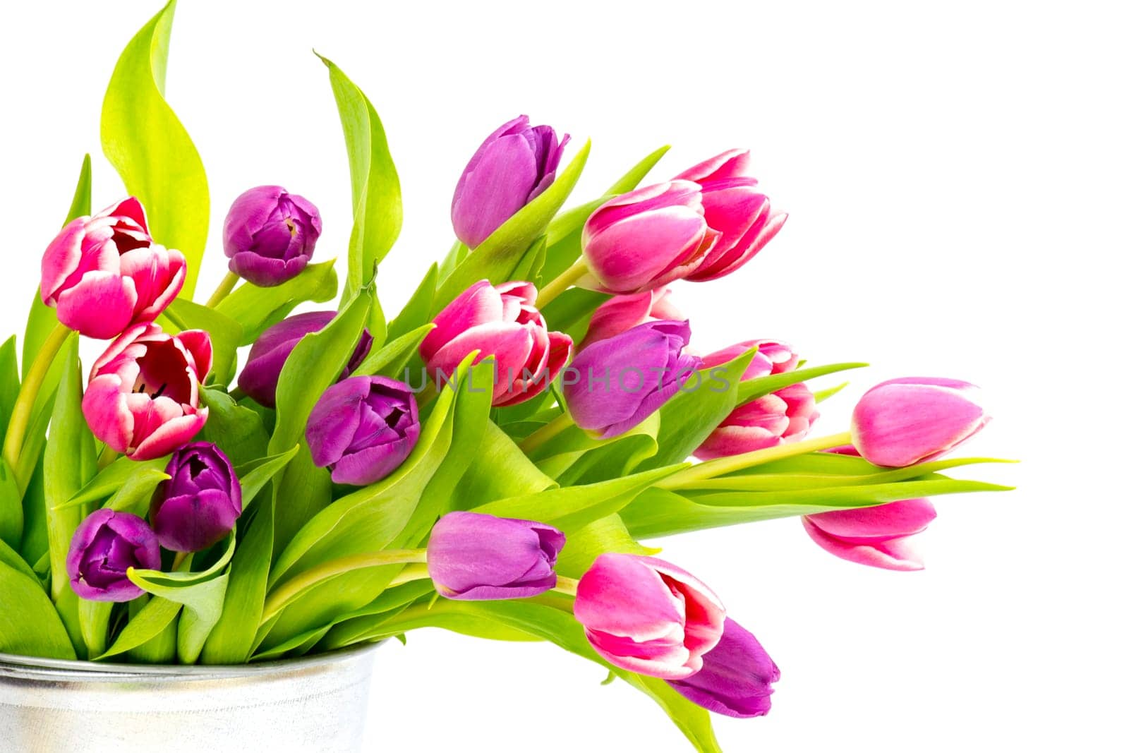 colourful tulips on white background