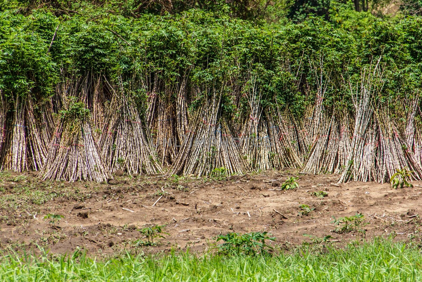 cassava or manioc plant field in Thailand