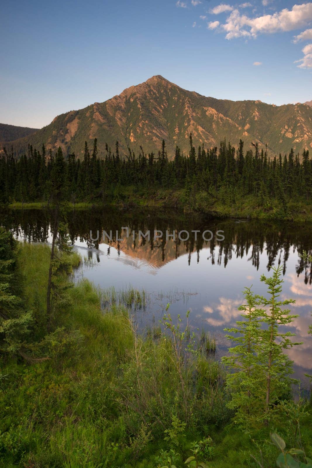 Wildlife moves in the smooth water in Alaska