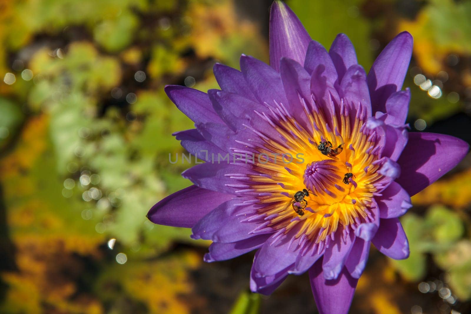 Purple Lotus with Bee in lotus pond