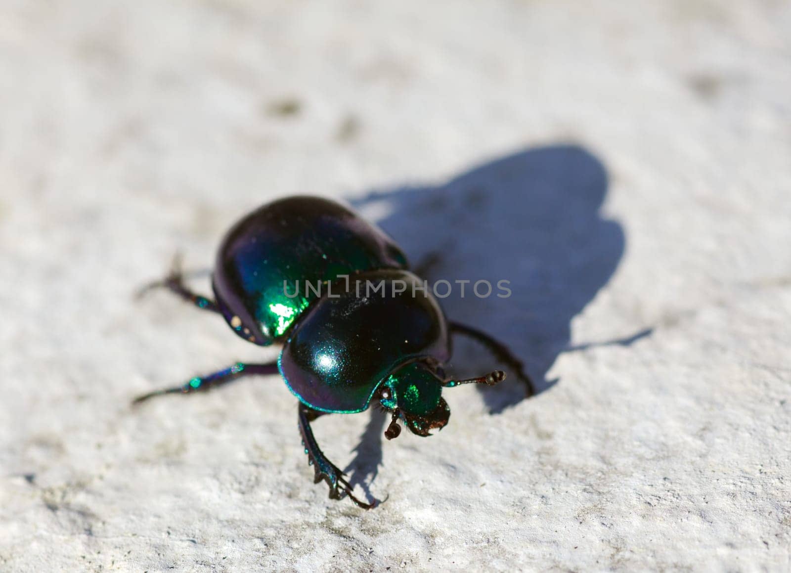 View of green beatle on the rock