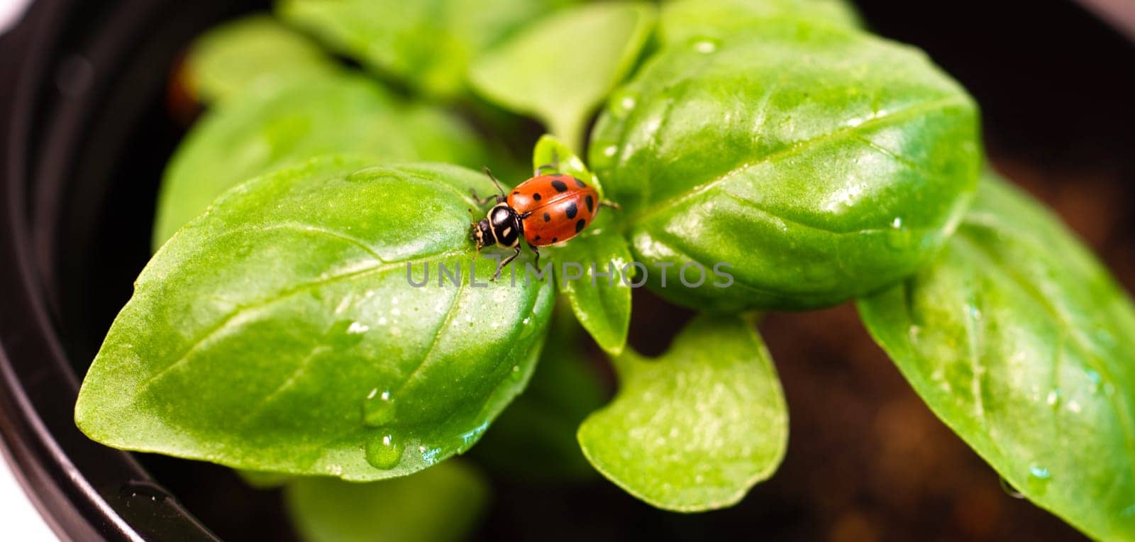 New Start PLant Sweet Basil Herb Leaf Ladybug Insect