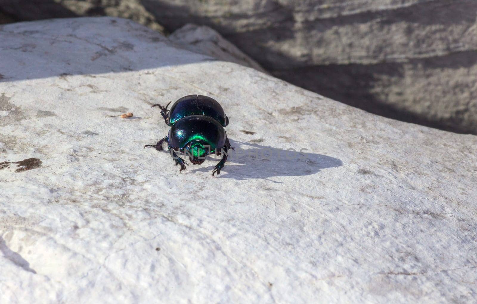 View of green beatle on the rock