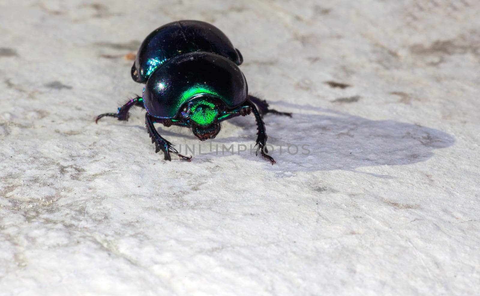 View of green beatle on the rock