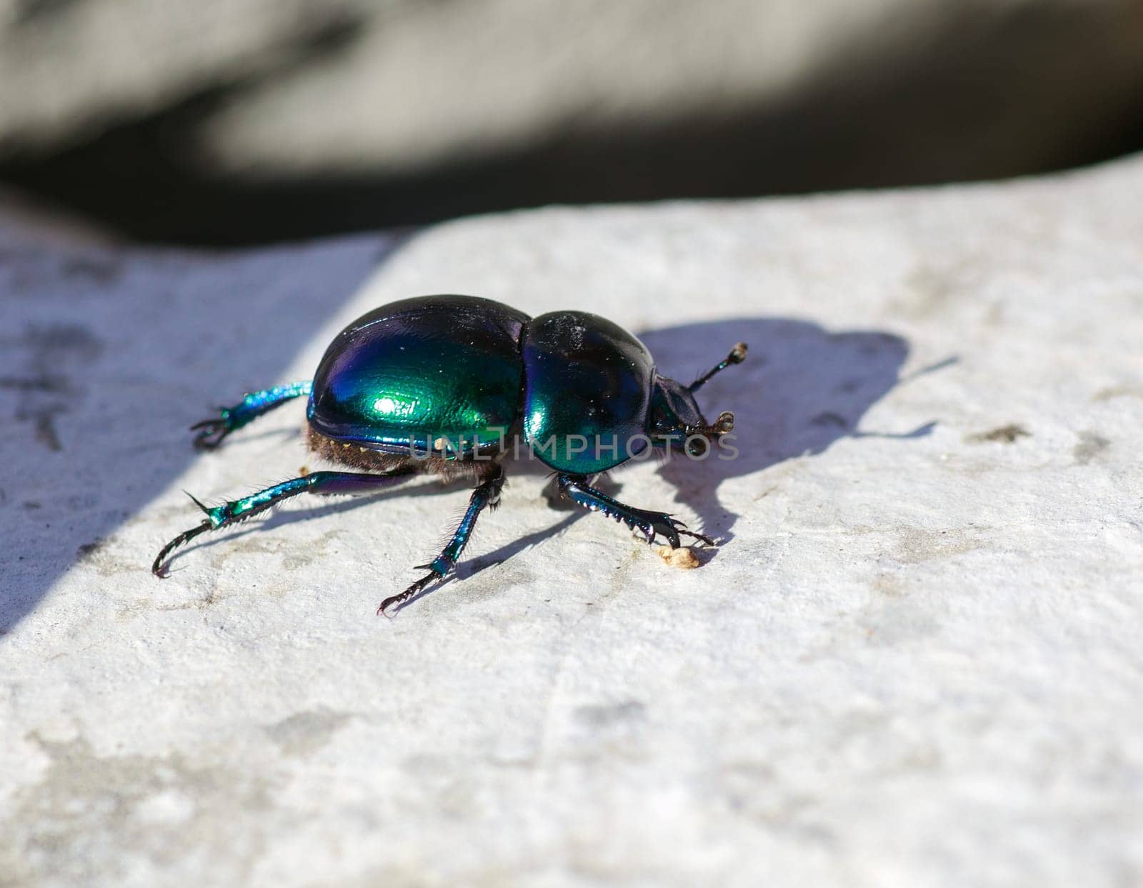 View of green beatle on the rock