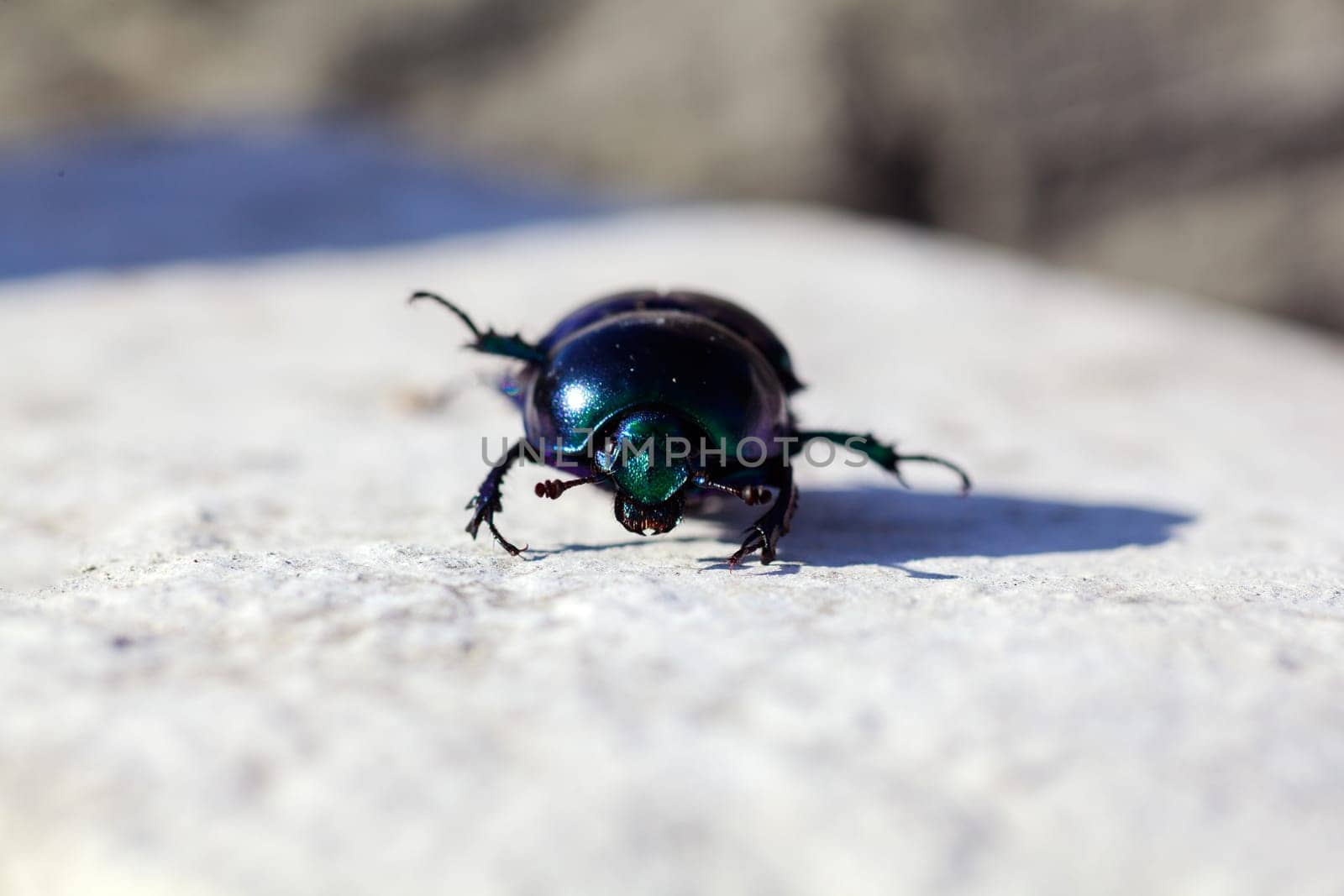 View of green beatle on the rock
