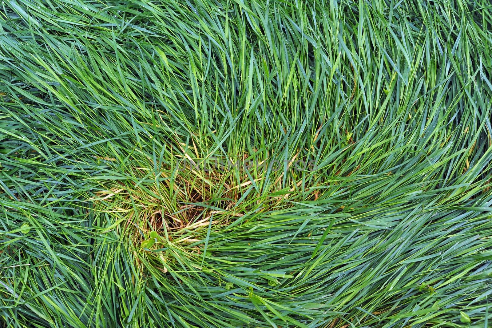 Swirl in wet grass