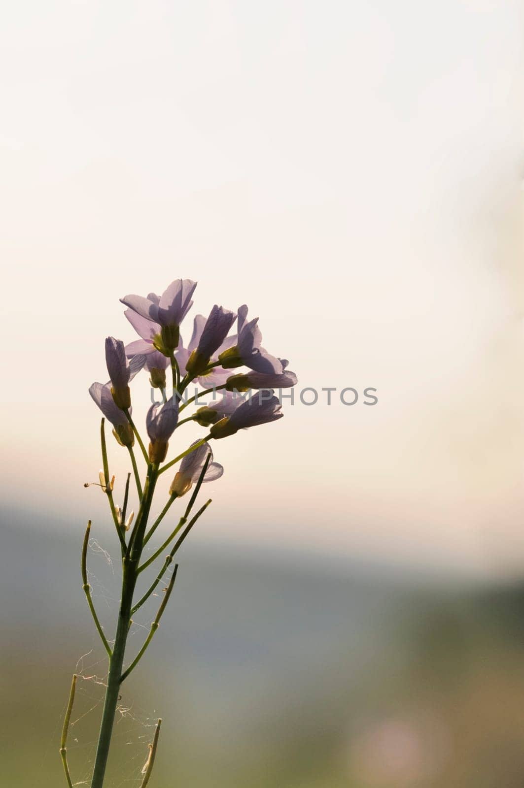 meadow foam herb