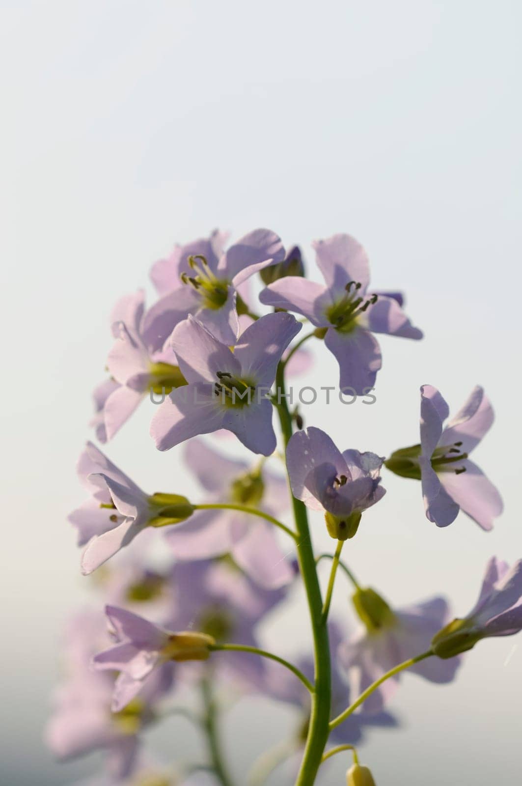 meadow foam herb