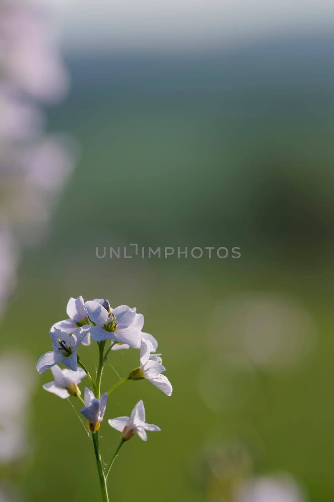 meadow foam herb