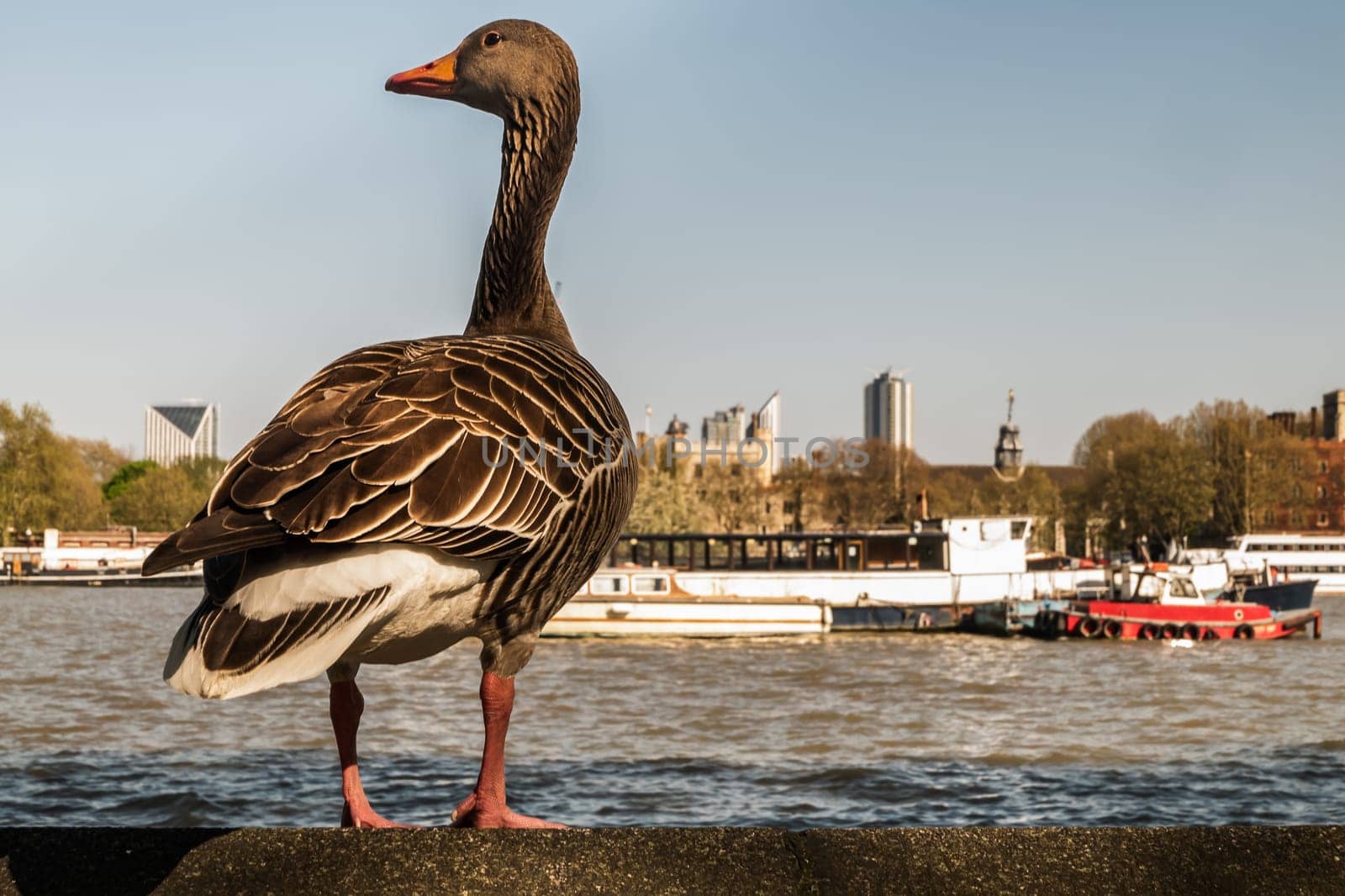 The wild greylag goose resting on stone wall on embankment of the river Thames in the downtown of London. The greylag goose Anser anser is a species of large goose in the waterfowl family Anatidae, Copy Space, Selective focus.