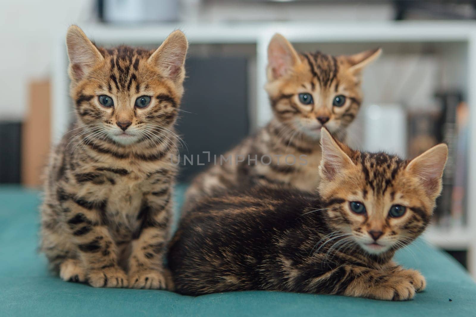 Three cute one month old bengal kittens sitting on the sofa in the house