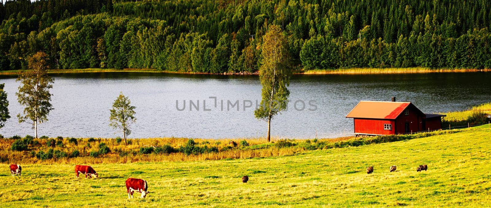 small cottage and grazing cattle, cows in an old rural landscape surrounding, Sweden